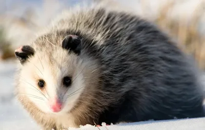 https://animals.pibig.info/9879-virginskij-opossum.html
