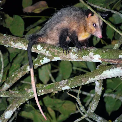 Южный опоссум (Didelphis marsupialis) Common Opossum, Black Eared Opossum,  Tlacuache sureño | LifeCatalog | Млекопитающие, Окраска меха, Животные