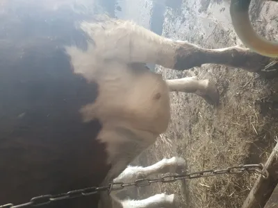 У коровы появилась опухоль в конце шеи в начале грудинка под кожей. Фото. |  Fermer.Ru - Фермер.Ру - Главный фермерский портал - все о бизнесе в  сельском хозяйстве. Форум фермеров.