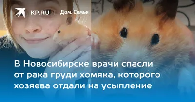 В Новосибирске врачи спасли от рака груди хомяка, которого хозяева отдали  на усыпление - KP.RU