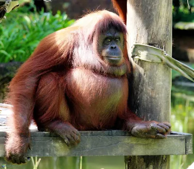 Красивый орангутанг - 80 фото