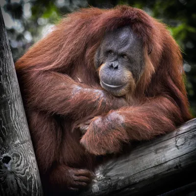 Орангутанг - 53 фото: смотреть онлайн