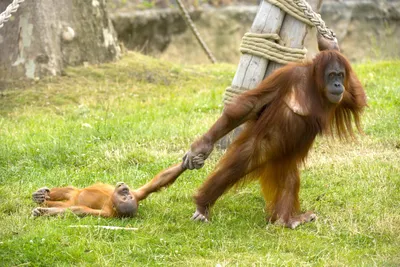 До слез ржачные картинки про орангутанга (42 фото) » Юмор, позитив и много  смешных картинок