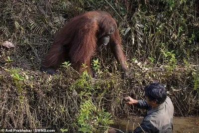 Рука помощи. Орангутанг попытался вытащить человека из реки решив, что он  тонет (фото)