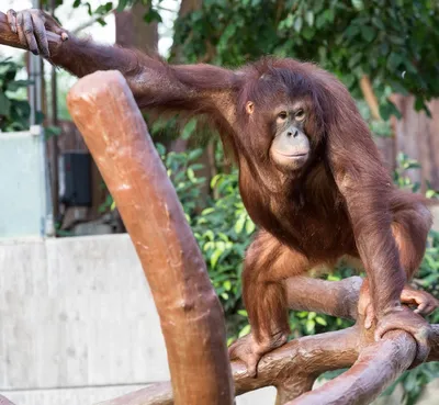картинки : Орангутанг, Млекопитающее, Позвоночный, Великая обезьяна, Фауна,  Примат, Дикая природа, зоопарк, шимпанзе, Шимпанзе 3728x3436 - - 1372056 -  красивые картинки - PxHere