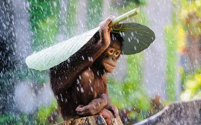 Малыш орангутанг прячется от дождя | Пикабу