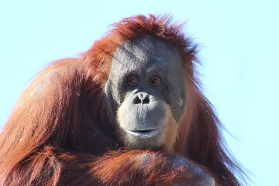 Орангутанг Обезьяна Природа - Бесплатное фото на Pixabay