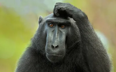Картинка Орангутанг думает » Обезьяны » Животные » Картинки 24 - скачать  картинки бесплатно