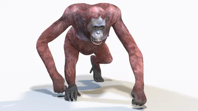 Орангутанг самка анимированный 3D Модель $209 - .obj .fbx .dae .max - Free3D