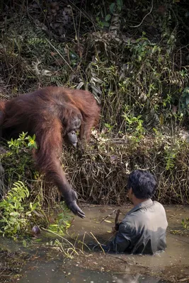 Орангутанг протянул руку, чтобы спасти жизнь человеку, думая, что он упал в  кишащий змеями реку | Екабу.ру - развлекательный портал