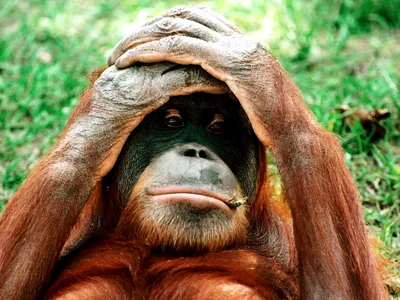 Животные, Орангутанг, Обезьяна - обои на рабочий стол | ТОП Бесплатные  Скачать изображения