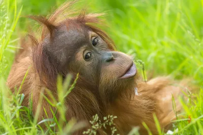 Фото Орангутанг лежит в траве, фотограф Jean-Claude Sch