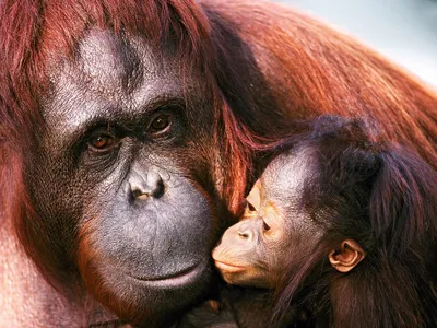 Фото Суматра орангутанга самки и детеныша - обои на телефон