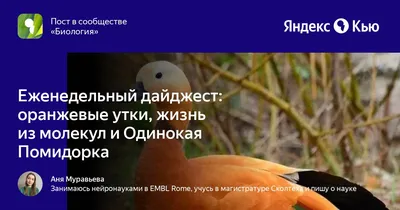 Утка огарь от keklik.com.ua с доставкой по Украине