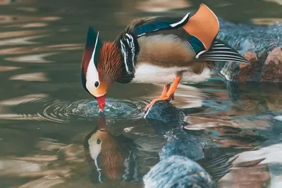 Надувной круг Утка Мандаринка (Duck Mandarin) с сиденьем/трусиками,  оранжевый, диаметр 60х50 см - купить по выгодной цене в интернет-магазине  OZON (629918932)