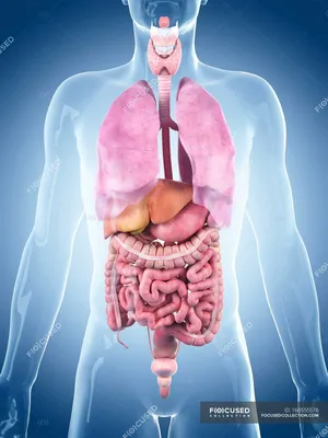Здоровые внутренние органы взрослых — Анатомия человека, Генерируемое  поколение - Stock Photo | #160555576