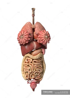 3D рендеринг здоровых женских внутренних органов — Женская анатомия,  Репродуктивные органы - Stock Photo | #201497336