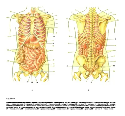 Взаимное расположение внутренних органов и скелета человека (постер). |  Physiology, Organs, Anatomy
