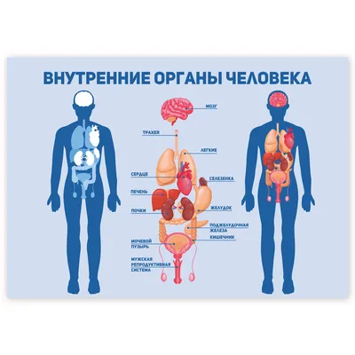 Плакат Внутренние органы человека B.Day – фото | ROZETKA