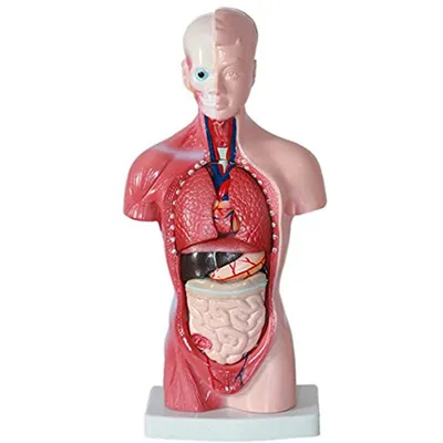 Модель человеческого тела 28 см Туловище Внутренние органы человека  Анатомическая модель Медицинские учебные пособия Скелет купить недорого —  выгодные цены, бесплатная доставка, реальные отзывы с фото — Joom
