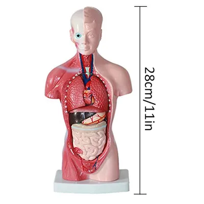Модель человеческого тела 28 см Туловище Внутренние органы человека  Анатомическая модель Медицинские учебные пособия Скелет купить недорого —  выгодные цены, бесплатная доставка, реальные отзывы с фото — Joom