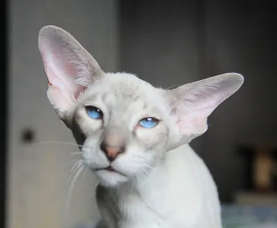 Кот Ориентал белый (28 фото) | Милые котики, Балинезийская кошка, Кот