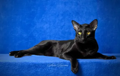 Обои глаза, кот, взгляд, черный кот, синий фон, ориентал картинки на  рабочий стол, раздел кошки - скачать