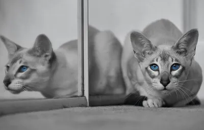 Обои кошка, кот, взгляд, отражение, мордочка, голубые глаза, монохром,  Ориентальная кошка, Ориентал картинки на рабочий стол, раздел кошки -  скачать