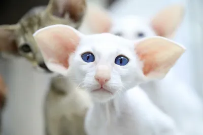 Ориентал кошка - 59 фото: смотреть онлайн