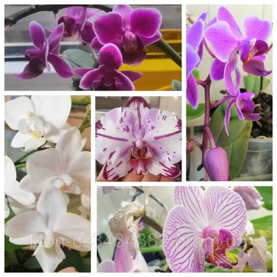 Купить Орхидеи Фаленопсис (Phalaenopsis) сеянцы, цена 90 грн — Prom.ua  (ID#1502132752)