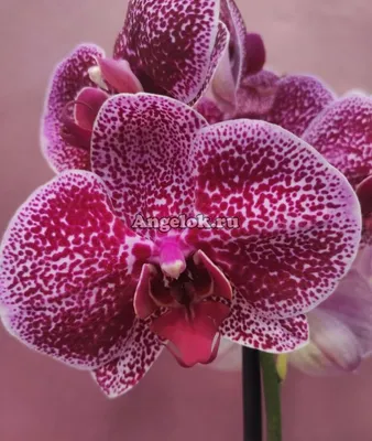Орхидея ягуар фото