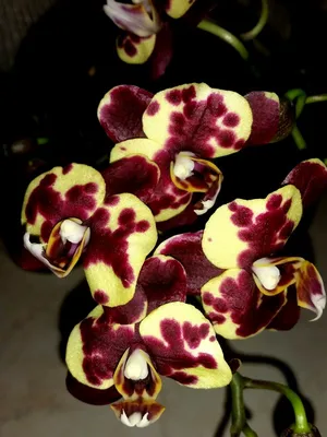 Орхидеи мира - Phal. Denver Diva Panda 2,5 18$ Не цветущие орхидеи, под  заказ. Бронируйте в комментариях, мы свяжемся с вами в лс. Если вы не  хотите ждать заказы - много орхидей