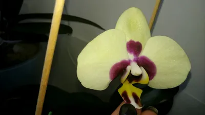 Орхидея Phal. Charming Panda big lip - купить, доставка Украина