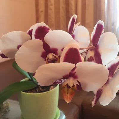 Фаленопсис гибрид детка (Phal.Charming Panda х Phal. pulcherrima) Каталог  орхидей - фаленопсисов, каттлей, ванд, дендробиумов со всего мира от  интернет магазина Ангелок