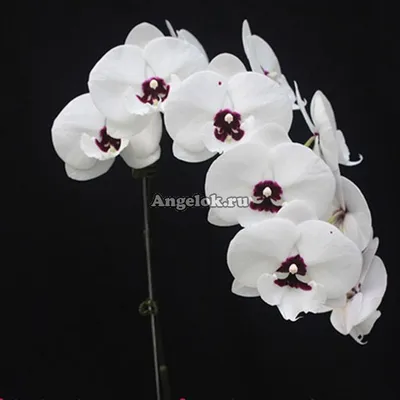 Фаленопсис Биг Лип Панда (Phalaenopsis Charming Panda) Тайвань — купить в  интернет-магазине Ангелок