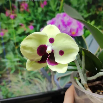 Фаленопсис (Phalaenopsis Panda'324') Тайвань — купить в интернет-магазине  Ангелок