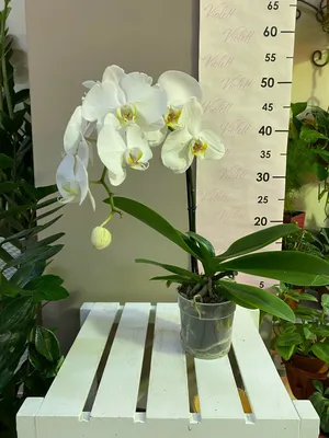 Phal. Mituo Diamond Panda / Орхидеи