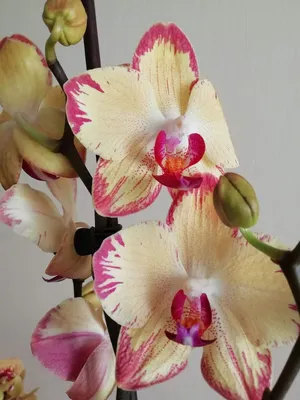 Орхидея Фаленопсис Попугай Phalaenopsis \"Papagayo\" | Татьяна Степанова |  Дзен