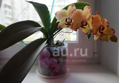 ПРОСТО ОБАЛДЕННЫЕ ОРХИДЕИ в КАСТОРАМА PAPAGAYO Попугай Orchids ORCHID  орхидея фаленопсис ОРЕНБУРГ - YouTube