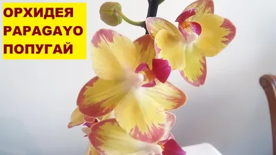 Орхидея Фаленопсис Попугай Phalaenopsis \"Papagayo\" | Татьяна Степанова |  Дзен