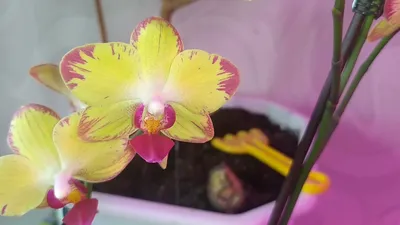 Фаленопсис Попугай (Phalaenopsis Papagayo) — купить в интернет-магазине  Ангелок