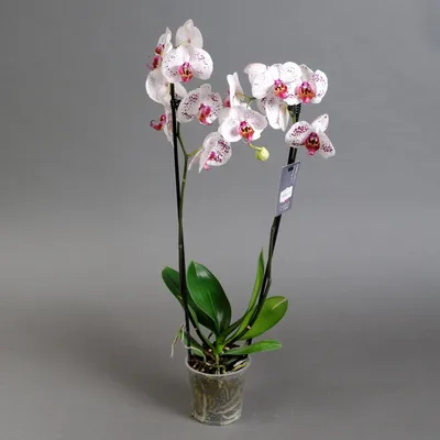 Орхидея Фаленопсис в ассортименте с курьерской доставкой по Киеву