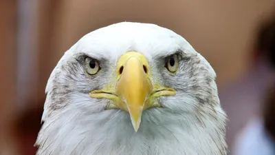 Обои голова белоголового орла, белоголовый Орлан, белый белохвост, Орел,  хищная птица Full HD, HDTV, 1080p 16:9 бесплатно, заставка 1920x1080 -  скачать картинки и фото