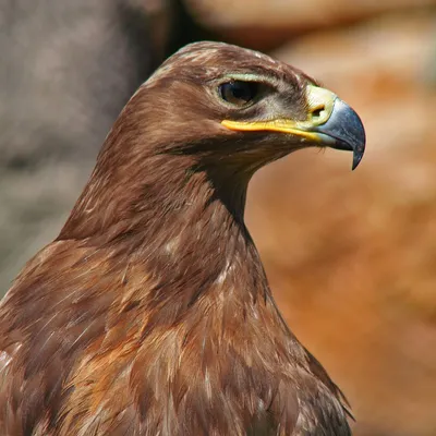 Бесплатные Глаз орла стоковые фотографии | FreeImages