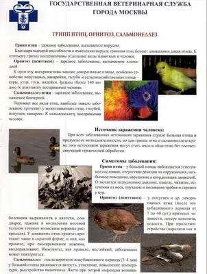 Волнистый попугай / Melopsittacus undulatus - «Никогда, слышите! - никогда  не заводите это орущее чудо в перьях! История дурдома в отдельно взятой  квартире! » | отзывы