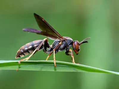 В процессе эволюции бумажные осы очень быстро научились узнавать друг друга  в лицо — Naked Science