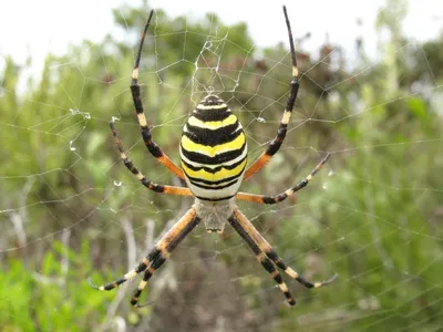 Опасен ли паук-оса: мнение эксперта - Рамблер/новости