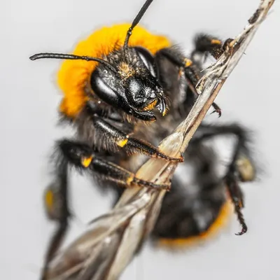 Пчела и оса - 68 фото