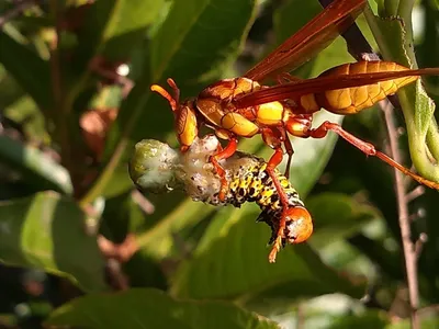 Оса-палач: 1 место по силе укуса среди насекомых?Неподтвержденные данные о  яде невероятной мощи | Пикабу