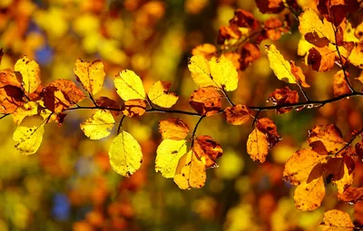 Обои осень, свет, ветка, желтые, краски осени, боке, осенние листья  картинки на рабочий стол, раздел природа - скачать